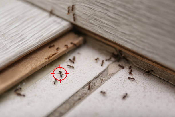 Best Termite Control Services  in Svis, IL