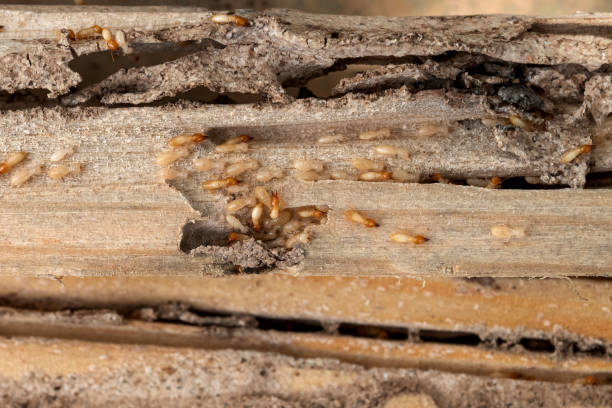Best Bed Bug Extermination  in Svis, IL