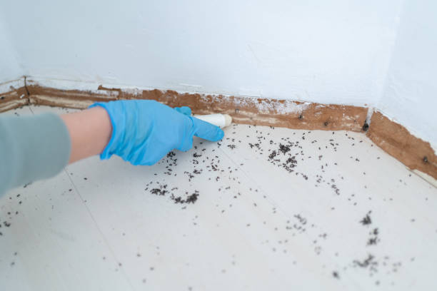 Trusted Silvis, IL Pest Control Experts